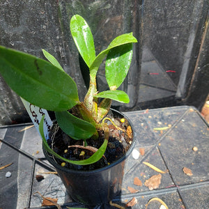 Dendrobium Brimbank Cosmic Uluru