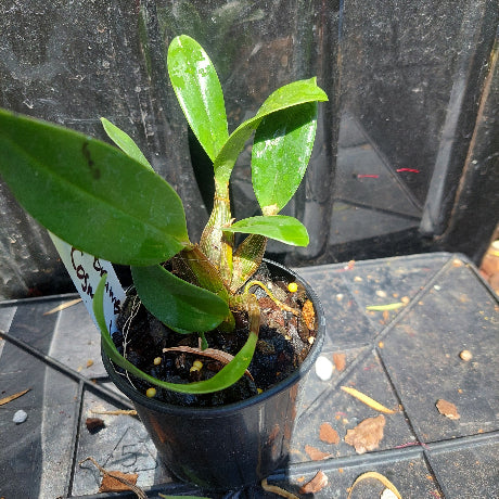 Dendrobium Brimbank Cosmic Uluru