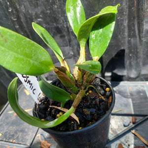 Dendrobium Brimbank Cosmic Uluru