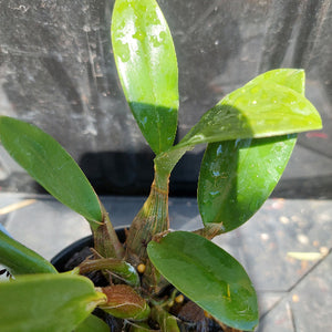 Dendrobium Brimbank Cosmic Uluru