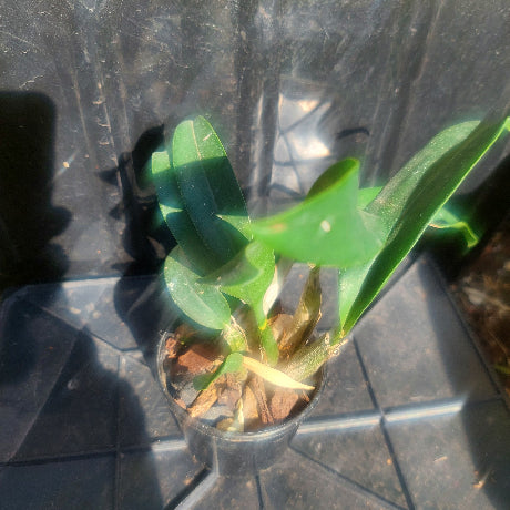 Dendrobium Australian Butter Bright