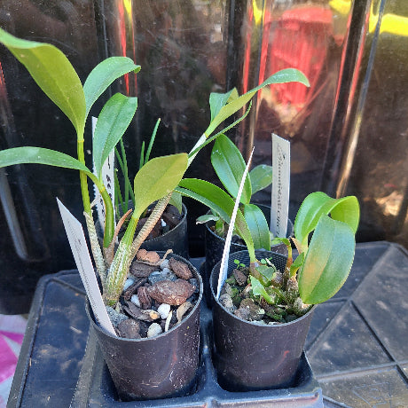 Dendrobium Orchid 4 pack 50mm Pack #38