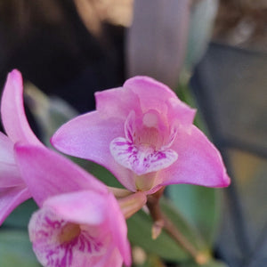 Dendrobium Kingianum