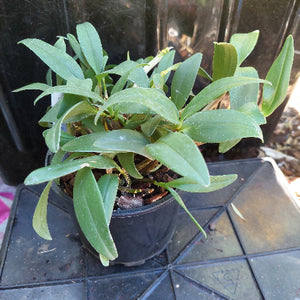 Dendrobium Kingianum