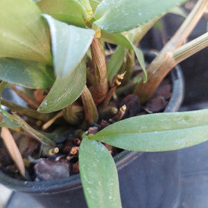 Dendrobium Kingianum