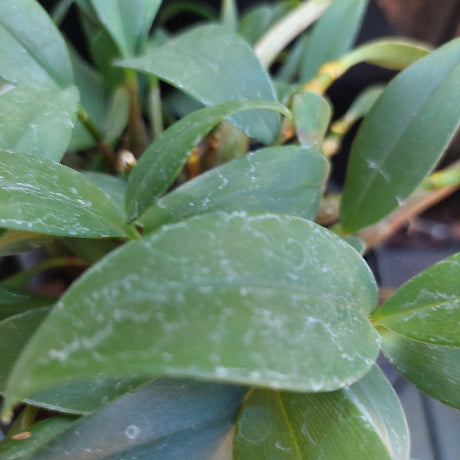 Dendrobium Kingianum