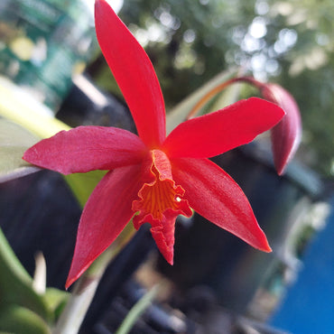 Cattleya Laelia Orchid
