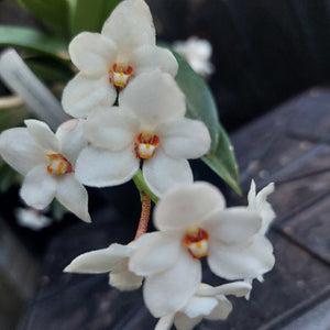 White orchid flowers with yellow and orange centers, shown in a close-up photograph with green leaves and a dark textured background.