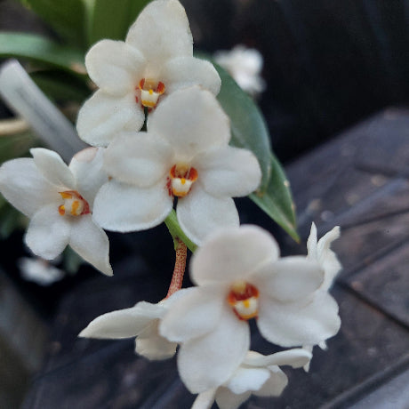 White orchid flowers with yellow and orange centers, shown in a close-up photograph with green leaves and a dark textured background.