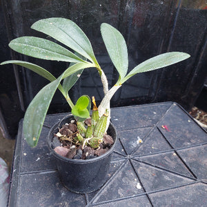 Dendrobium Speciosum