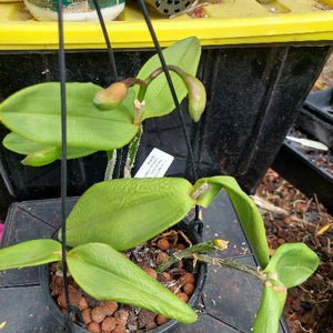 Laelia Intermedia
