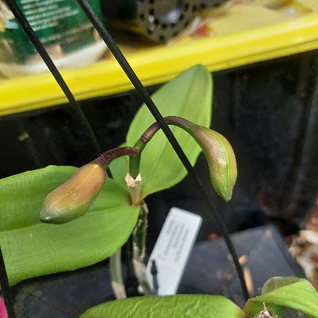 Laelia Intermedia