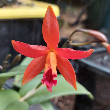 Laelia Cattleya Orchid