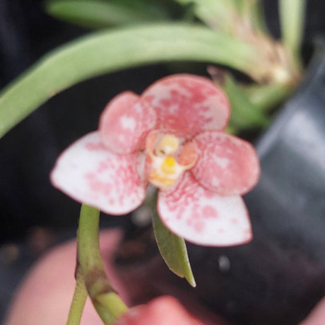 Sarcochilus Orchid Seedling