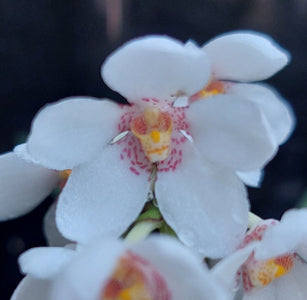 Sarcochilus Orchid
