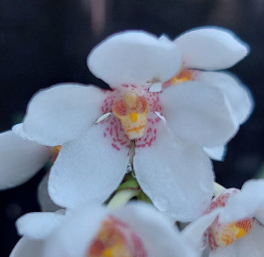 Sarcochilus Orchid