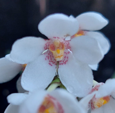 Sarcochilus Orchid