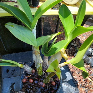 Dendrobium Speciosum