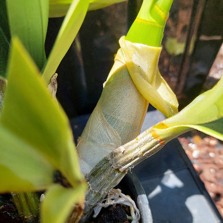 Dendrobium Speciosum