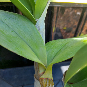 Dendrobium Speciosum