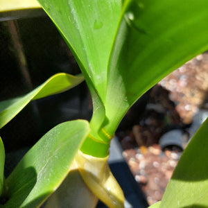 Dendrobium Speciosum