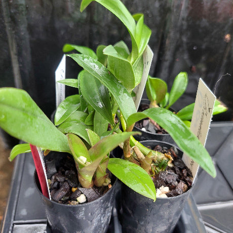 Dendrobium Orchid Seeding