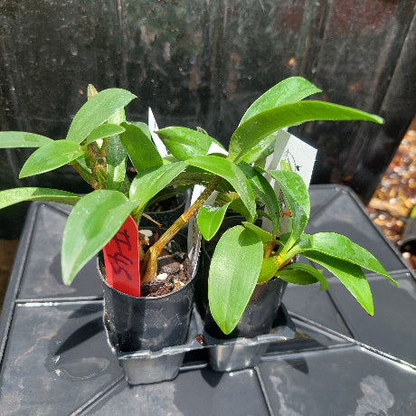 Dendrobium Orchid Seeding