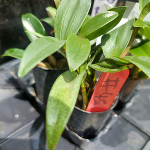 Dendrobium Orchid Seeding