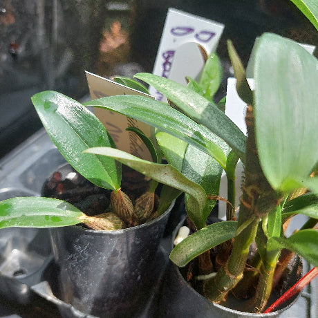 Dendrobium Orchid Seeding