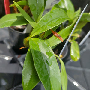 Dendrobium Orchid Seeding