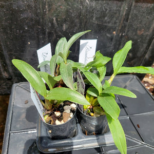 Dendrobium Orchid Seeding