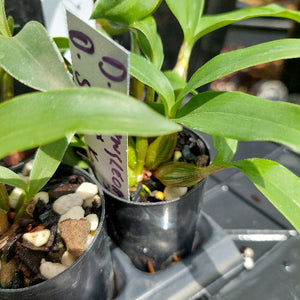 Dendrobium Orchid Seeding