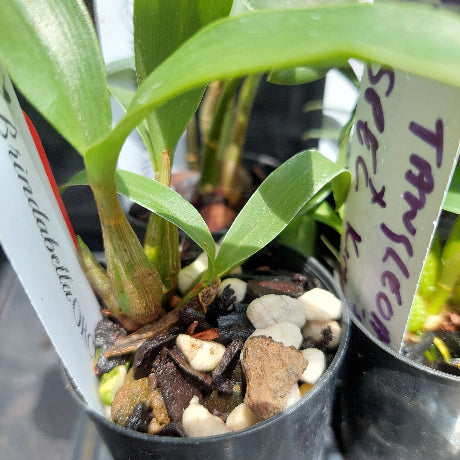 Dendrobium Orchid Seeding