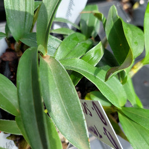 Dendrobium Orchid Seeding
