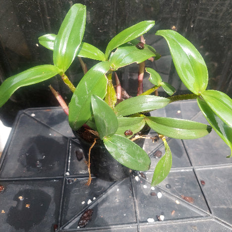 Dendrobium Kingianum