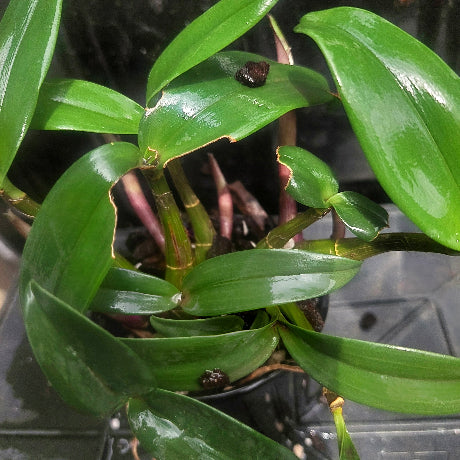 Dendrobium Kingianum