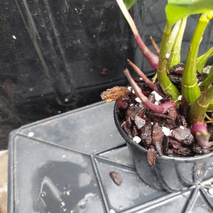 Dendrobium Kingianum