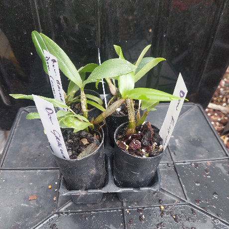 Dendrobium Orchid Seedling