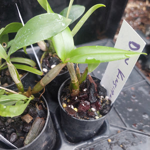 Dendrobium Orchid Seedling