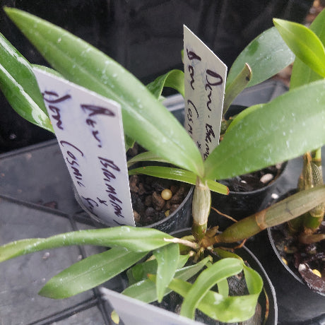 Dendrobium Orchid Seedling