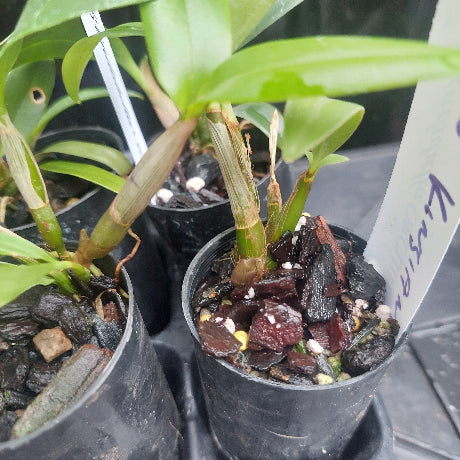 Dendrobium Orchid Seedling
