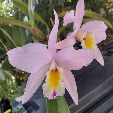 Cattleya Orchid Division Pink