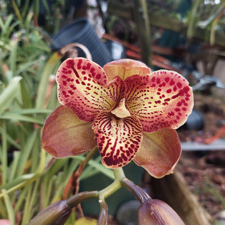 Cymbidium Orchid