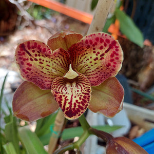 Cymbidium Orchid