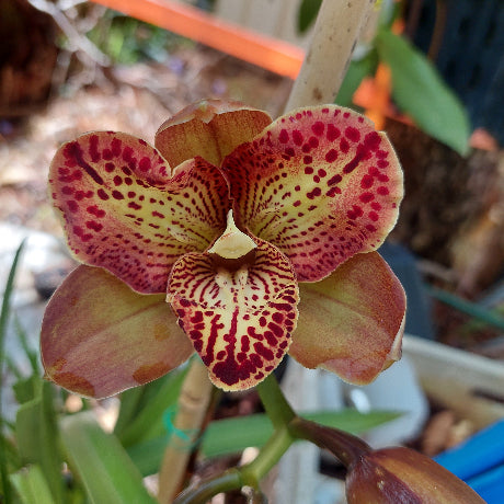 Cymbidium Orchid