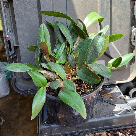 Dendrobium Speciosum