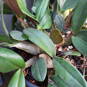 Dendrobium Speciosum