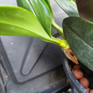 Dendrobium Speciosum