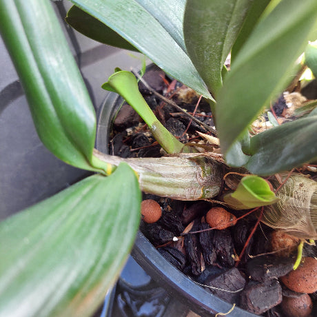 Dendrobium Speciosum