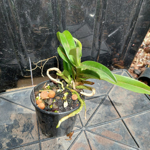 Sarcochilus Orchid